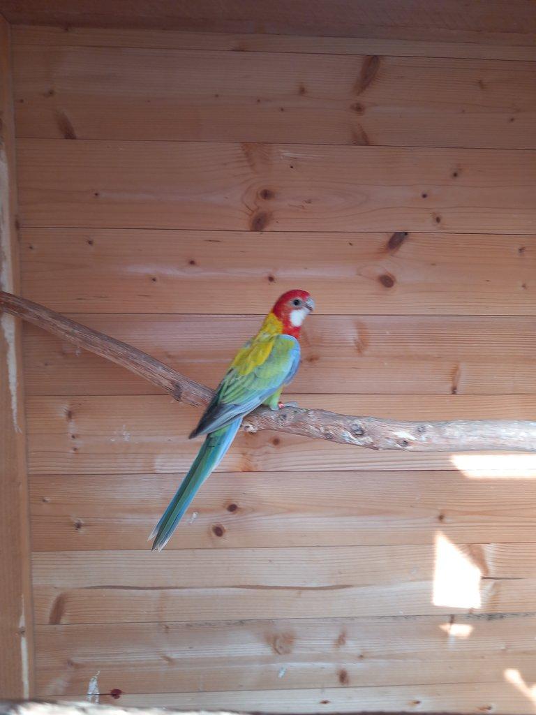 Rozela pestrá gold gold