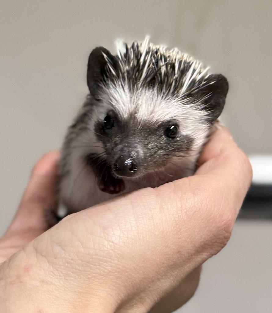 Zamluvené mohu vzít na Živou exotiku 17.1.26 - F18-F20