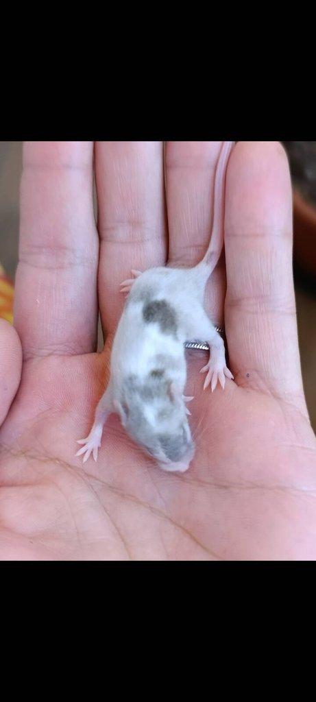 Barevné Fancy myšky