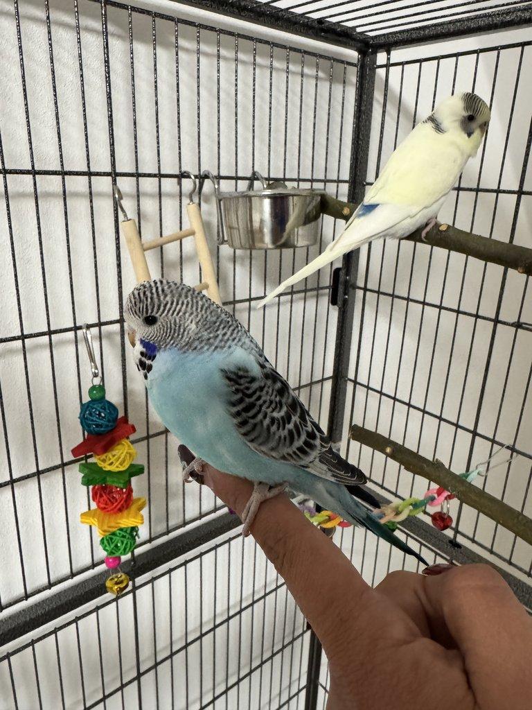 Prodám pár andulek + klec a vybavení