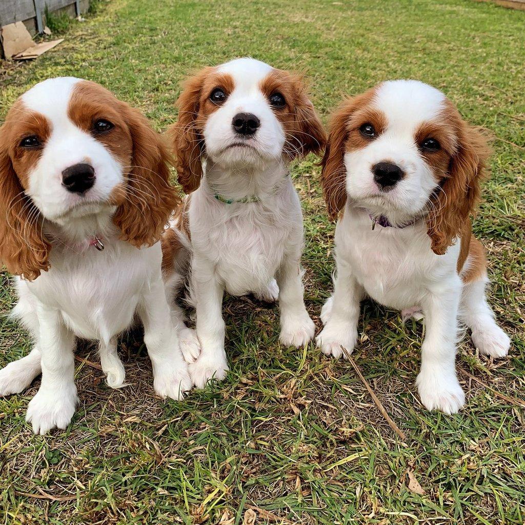 Kavalír King Charles španěl