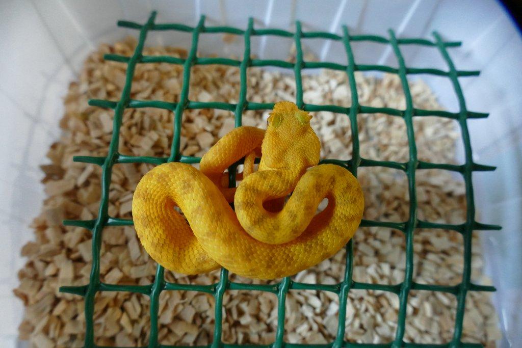 Křovinář ostnitý