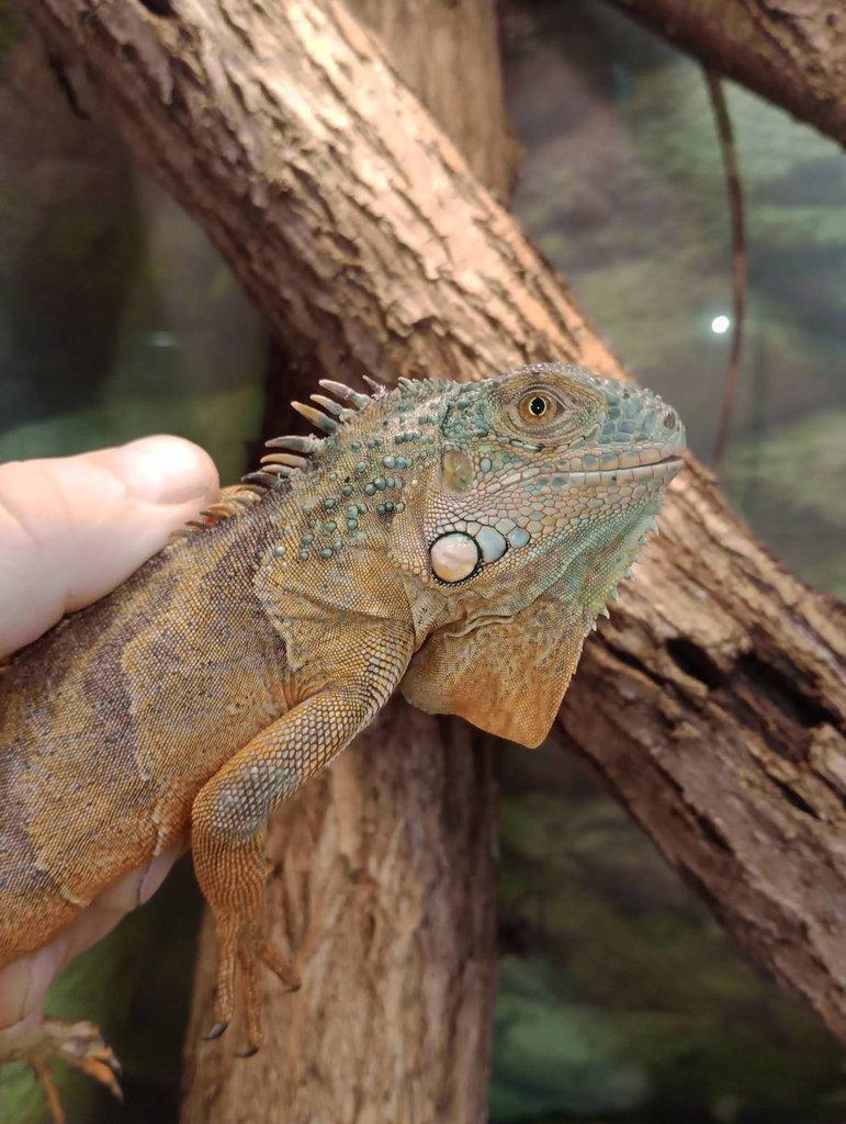 Červený leguán (Iguana iguana)