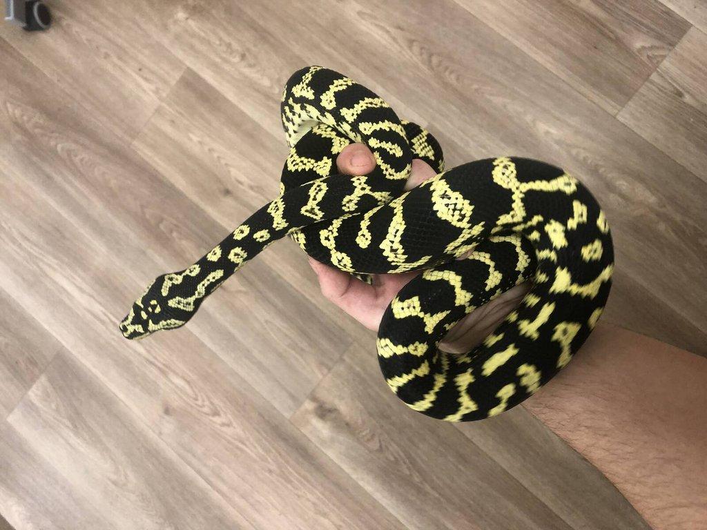 Morelia spilota cheynei (krajta kobercová pralesní)