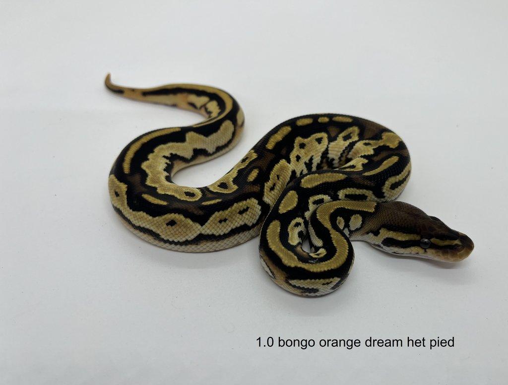 Krajta královská (Python regius)