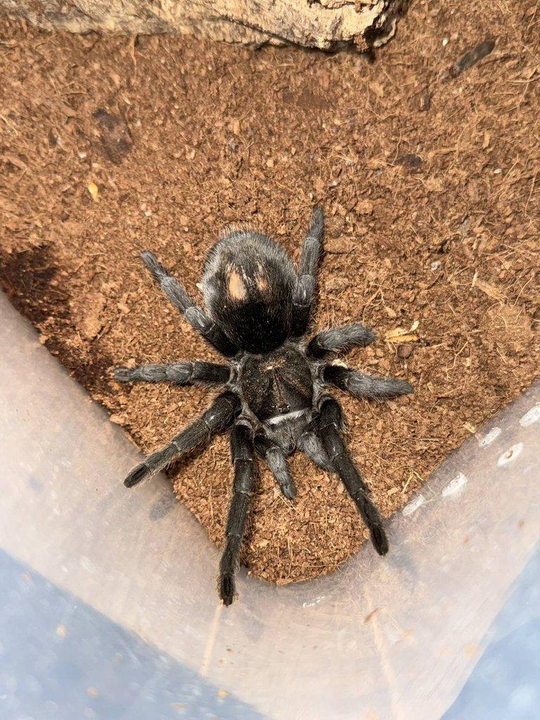 Grammostola pulchra