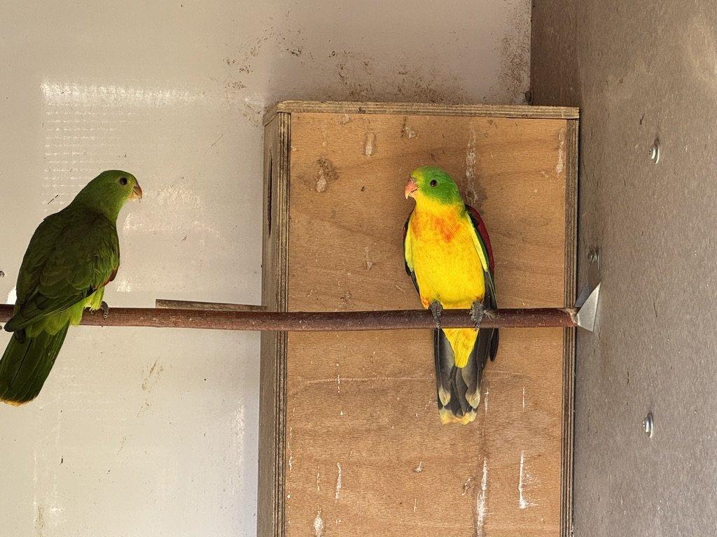 Papoušek červenokřídlý 1,0 žlutý a 1,0 štěpitelný na žlutou 2025