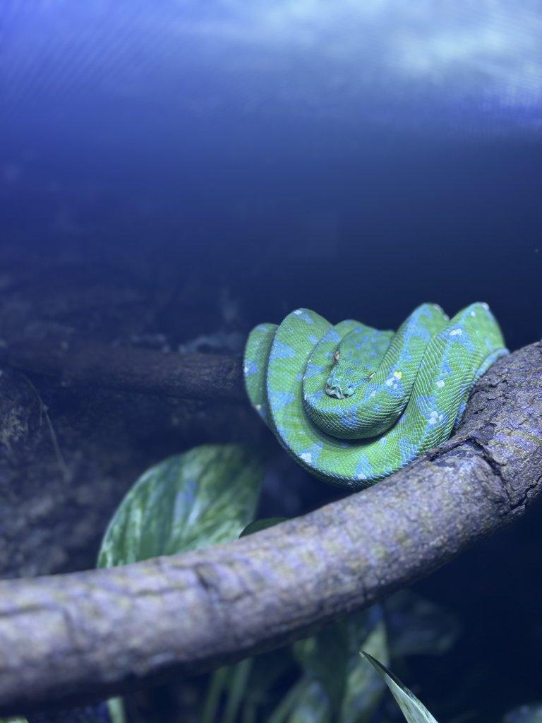 Morelia viridis kupa