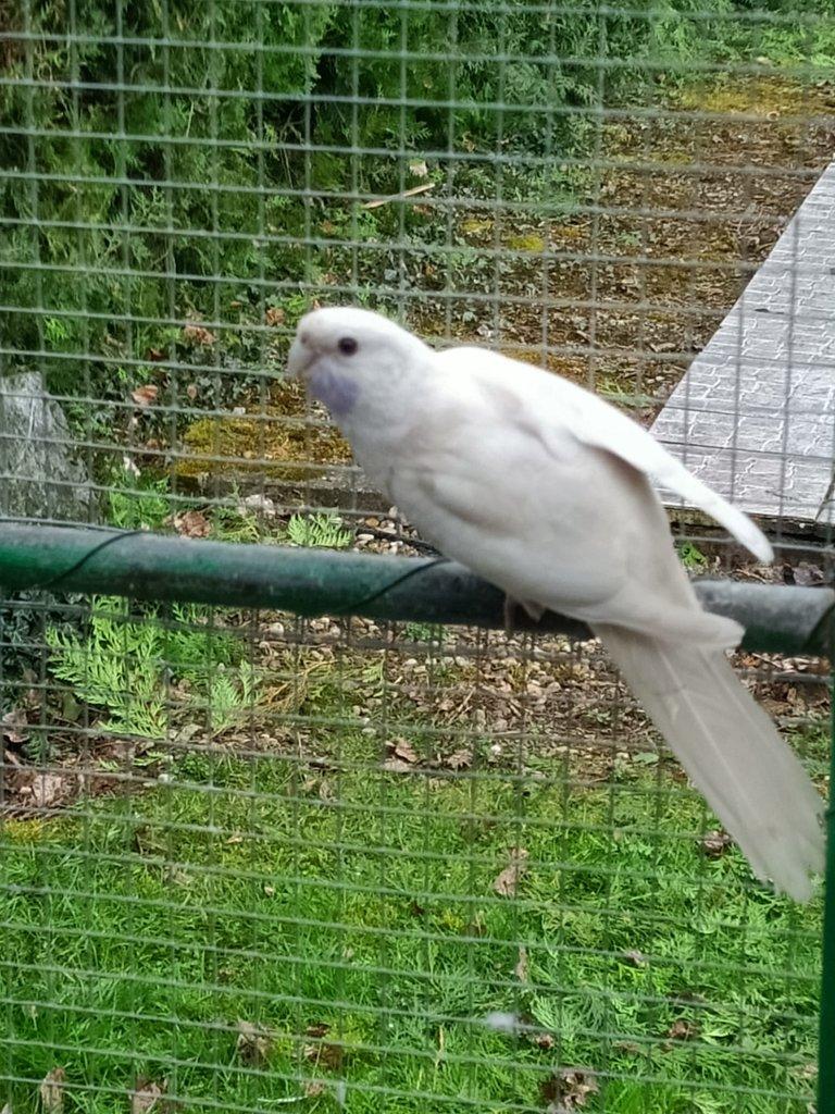 Prodám Roselu penant