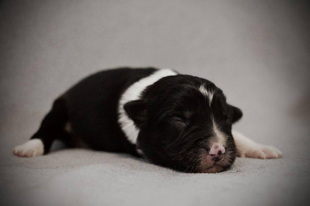 Border Collie s PP/ Border Kolie s PP