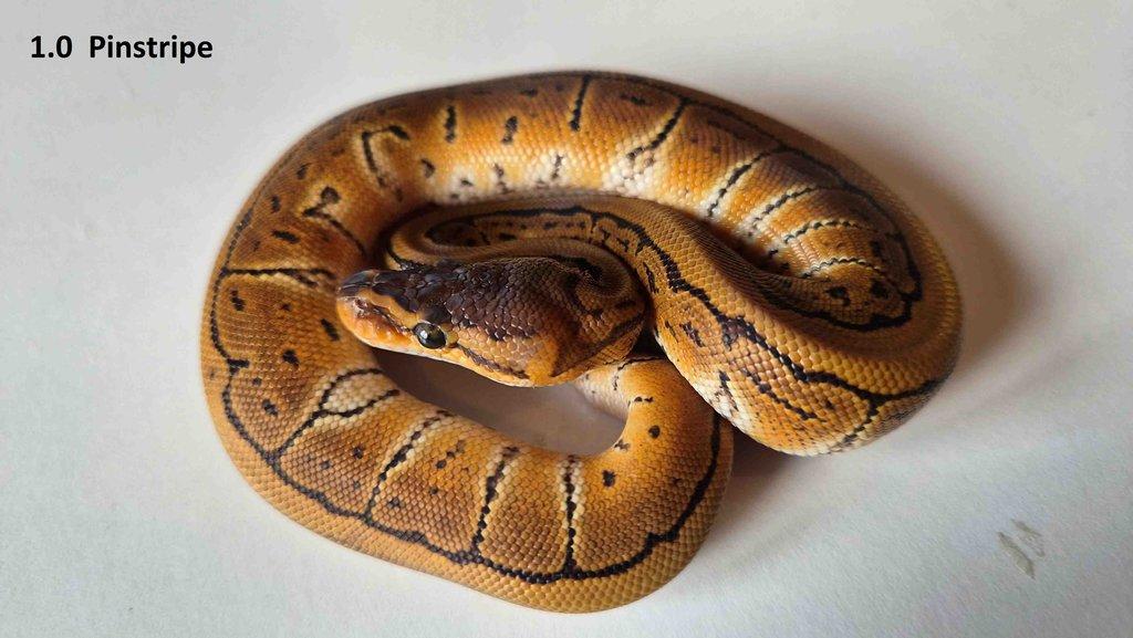 Krajta královská - prodám vlastní odchov 2023 - 2025