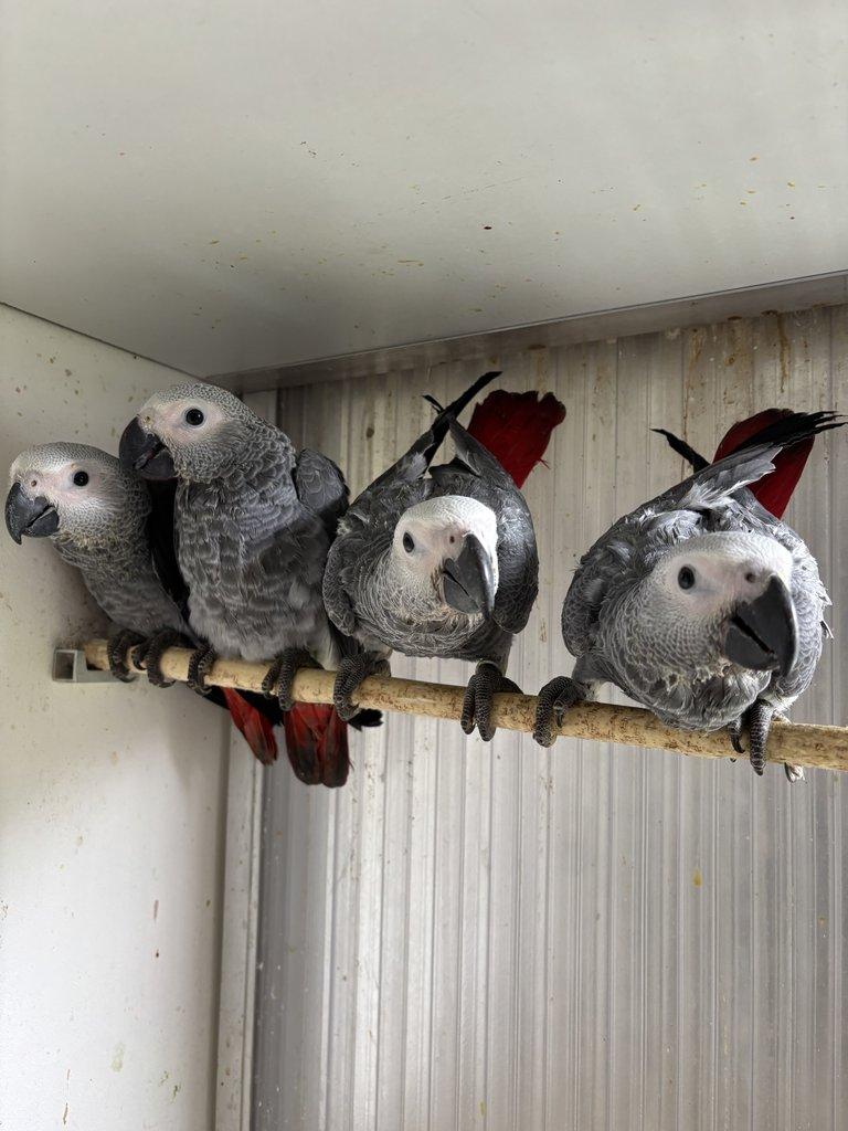 Dokrmenné ochočené žaky velké