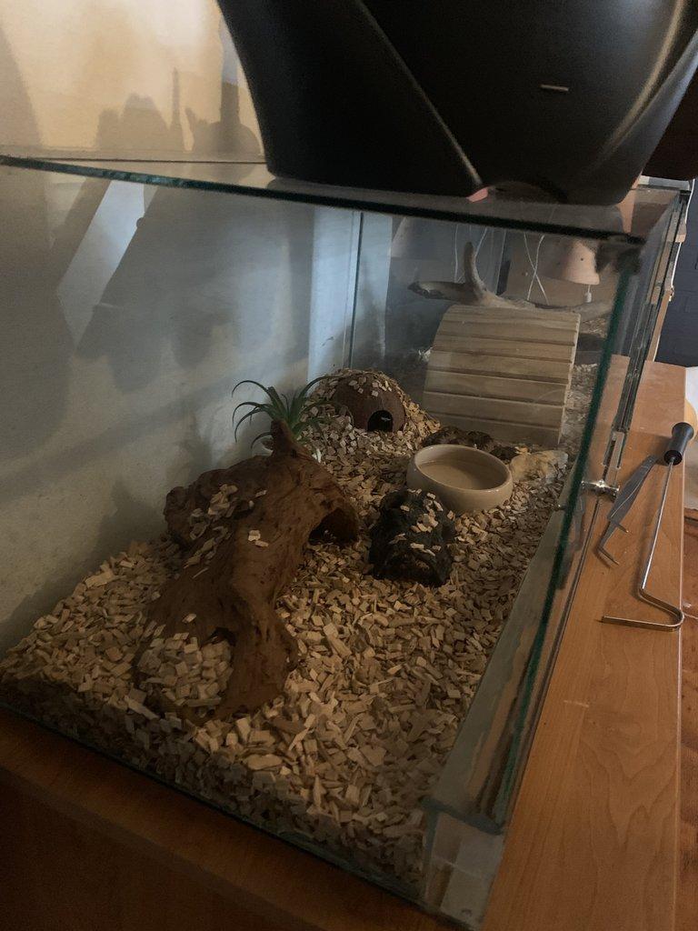 Calloselesma Rhodostoma komplet set