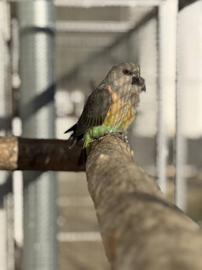 0.2 Papoušek červenobřichý (P. Rufiventris)