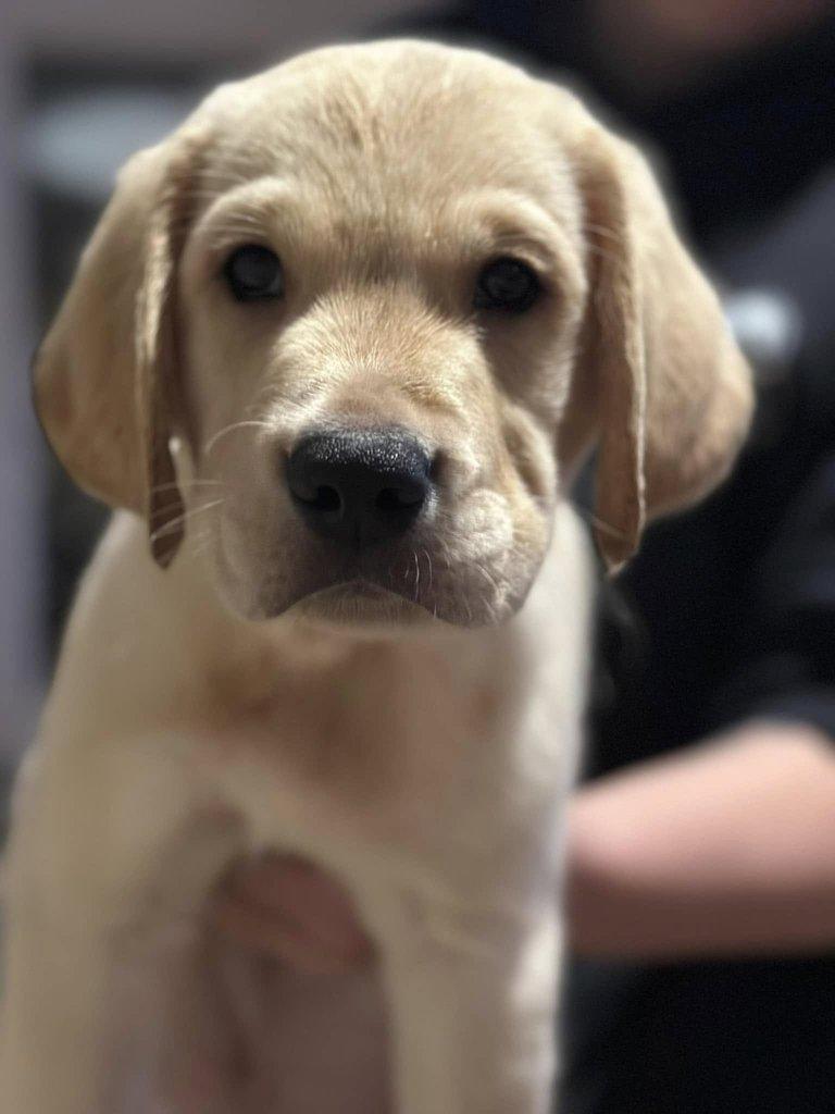 Roztomilý labradorský retrívr