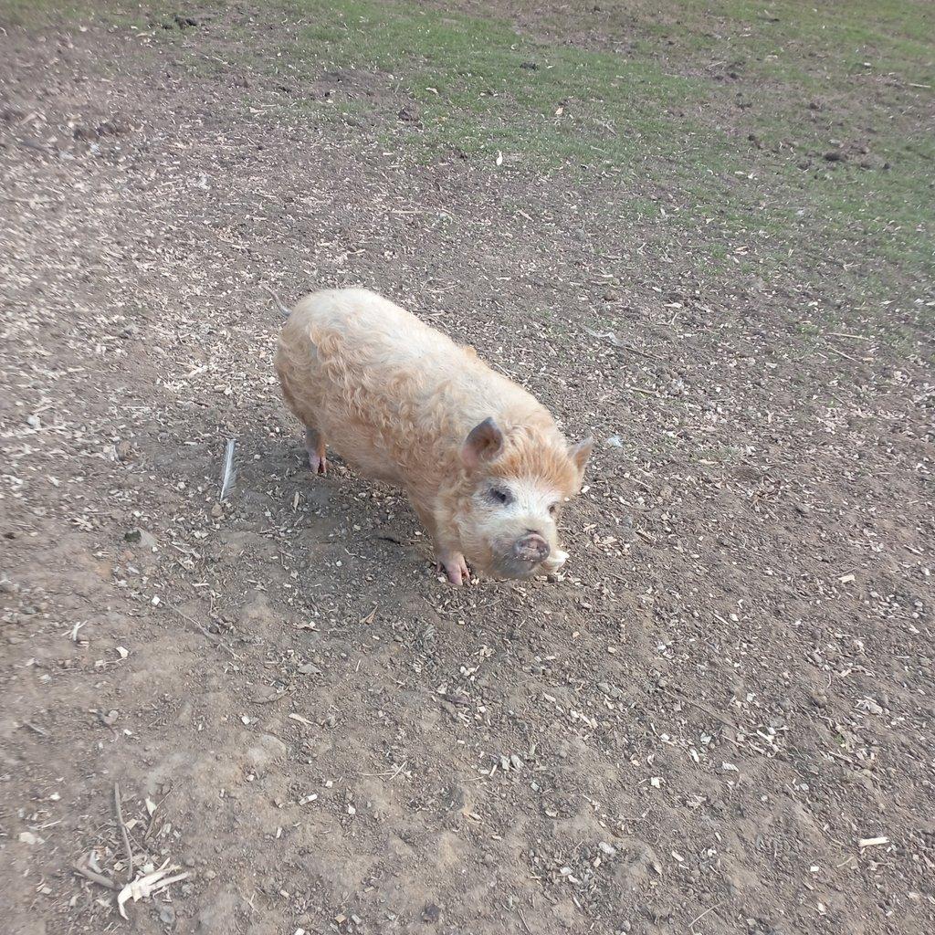 Čistokrevná kune kune