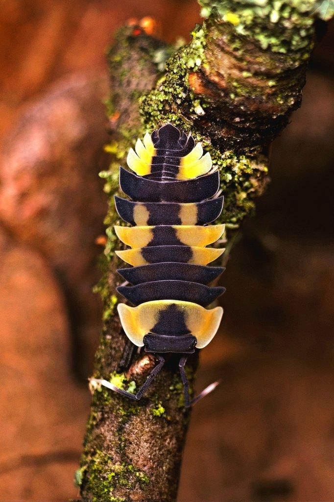 Isopody aktualizace 30.3.