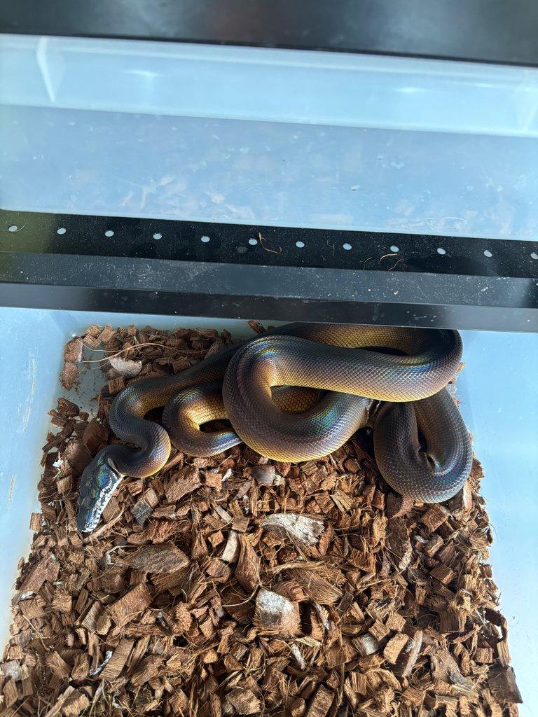 Leiopython albertisii,meridionalis