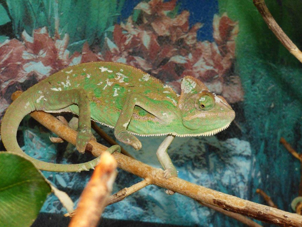 Chameleon jemenský (Chamaeleo calyptratus)