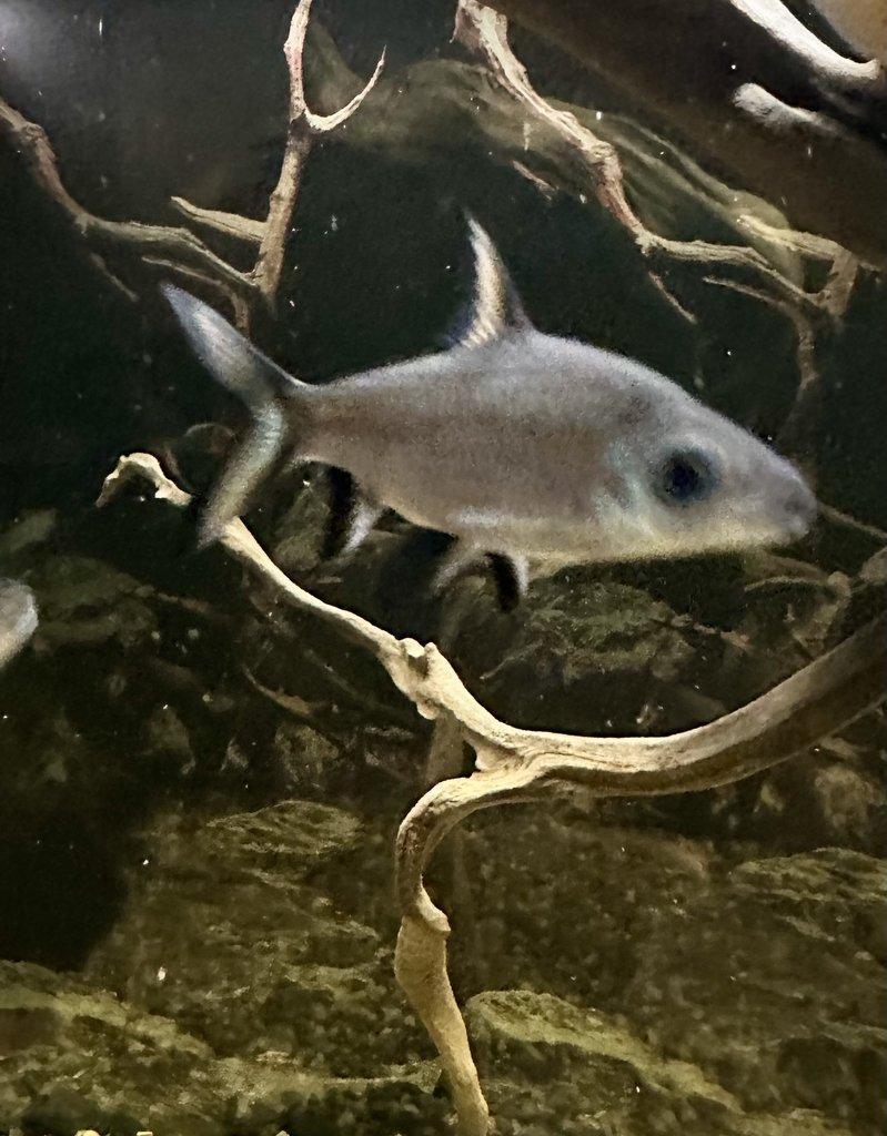 PARMIČKA ŽRALOČÍ