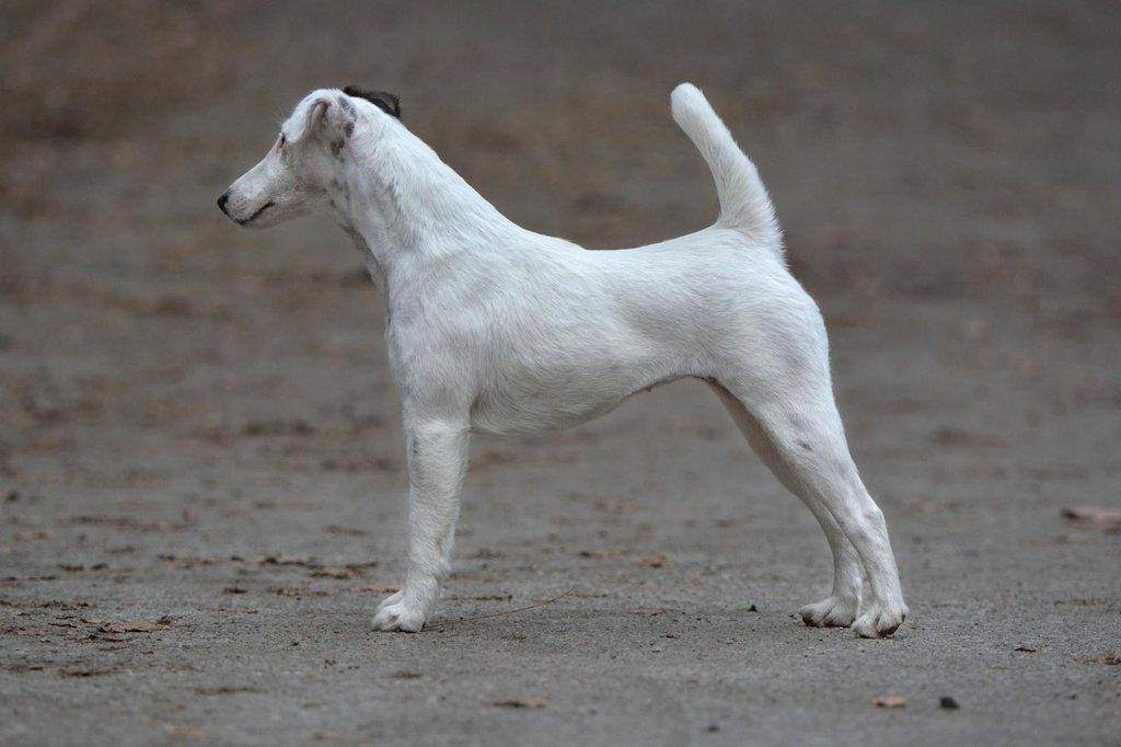 Foxteriér hladkosrstý