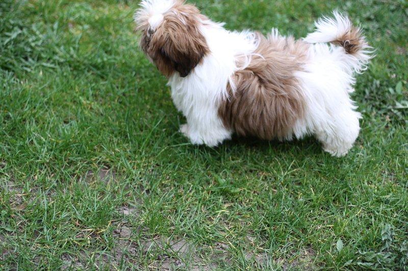 Štěňátka Shih-tzu