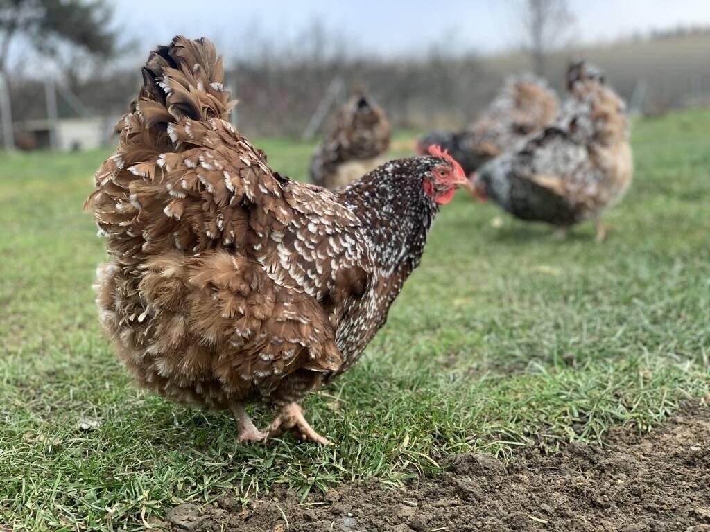 Orpingtonka 🥚🐣 (násadová vejce i kuřátka)