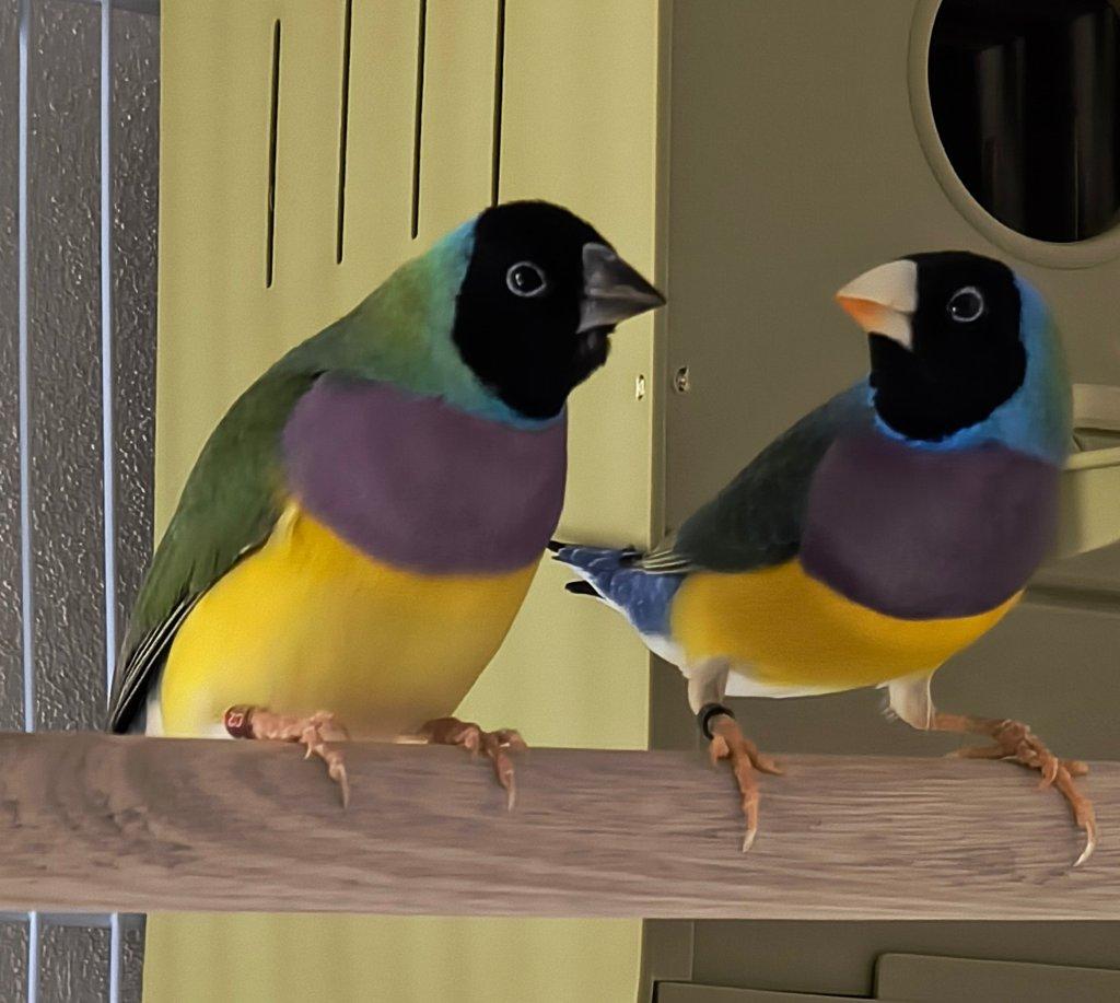 Koupím amadina Gouldove 2025