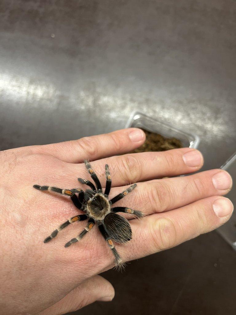 BRAHCHYPELMA spp - ZIVA 20.12.