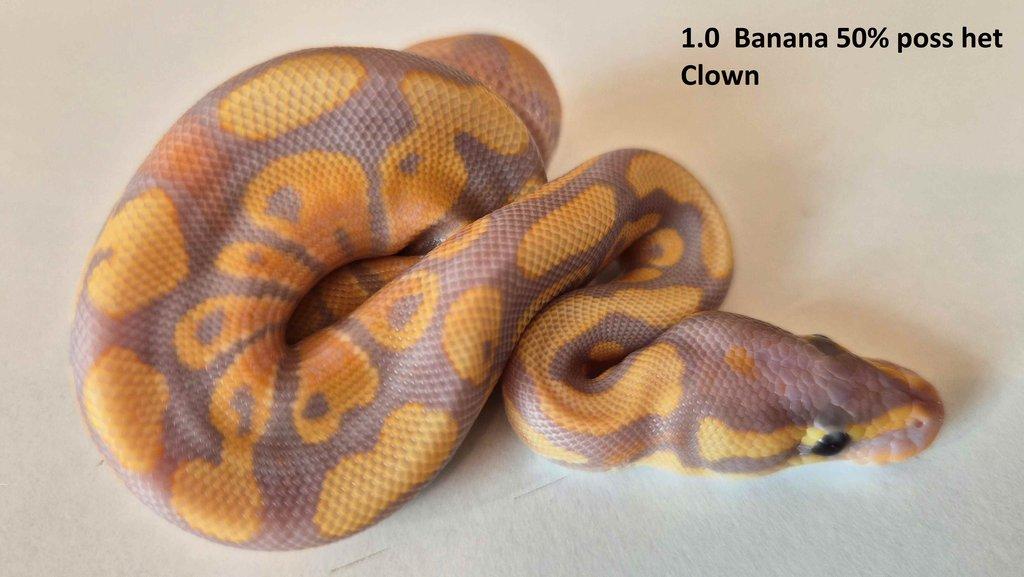 Krajta královská - prodám vlastní odchov 2023 - 2025