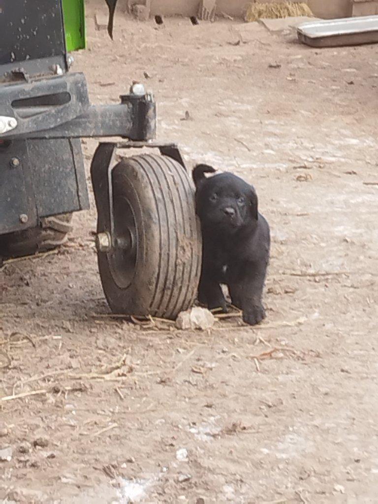 Štěňata rotvajlera