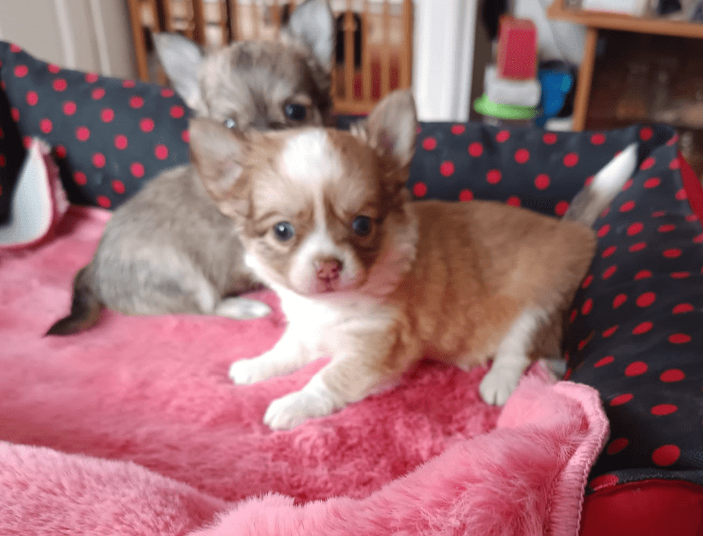 čivava dlouhosrstá s PP pes