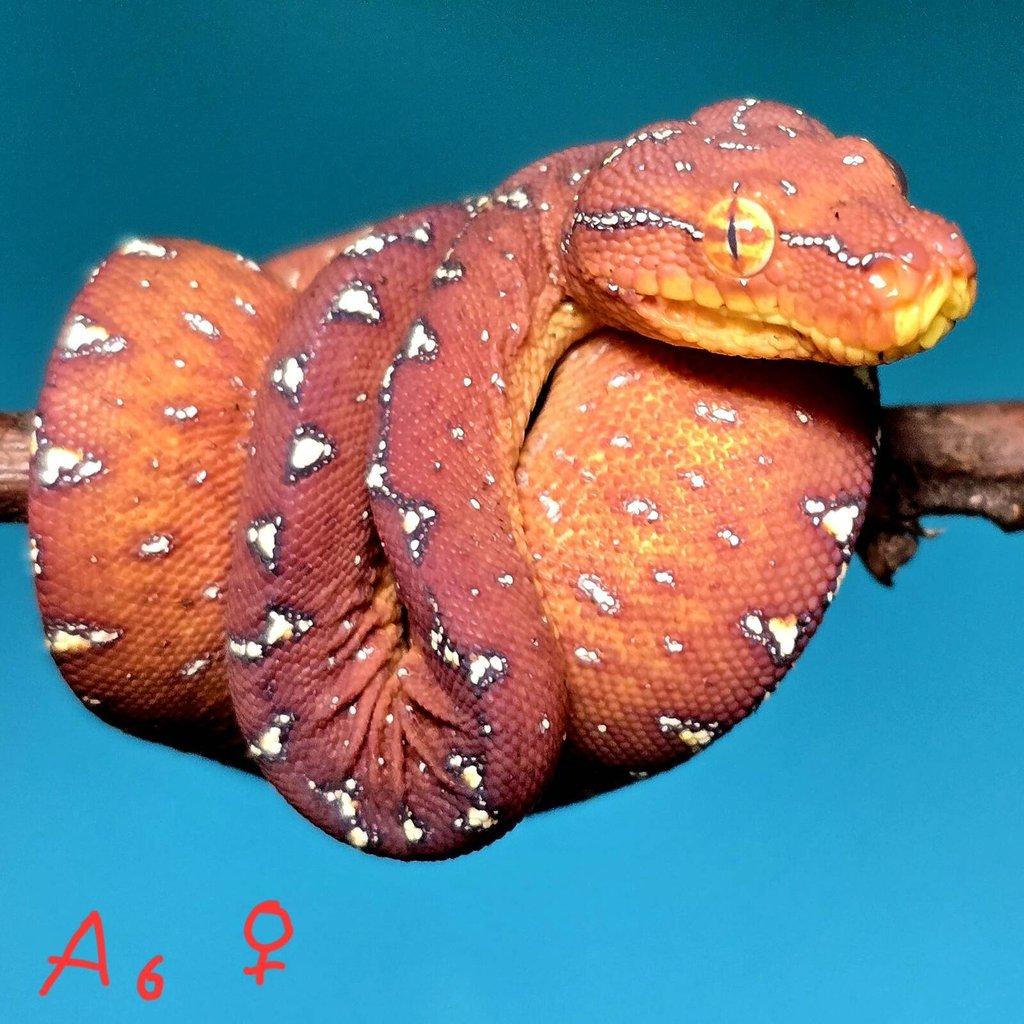 Morelia azurea pulcher (viridis)