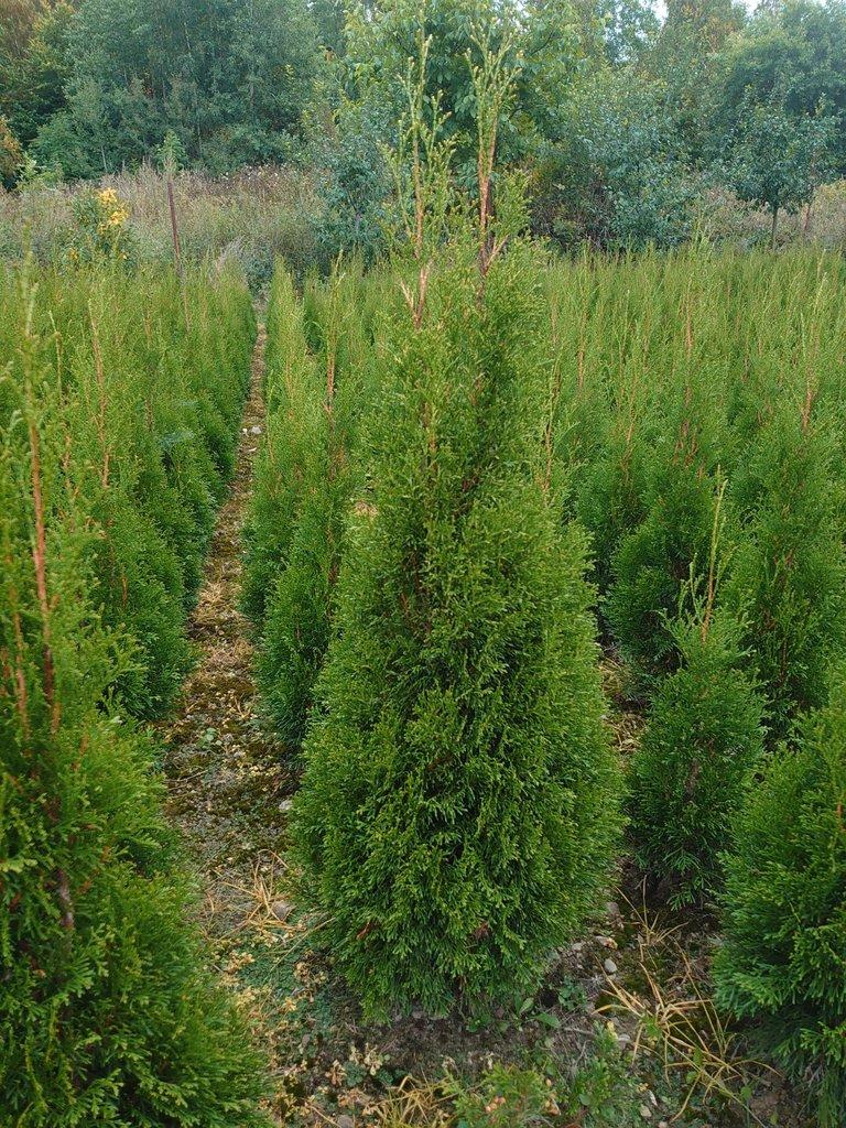 Jaro 2026 Thuje Smaragd na živý plot