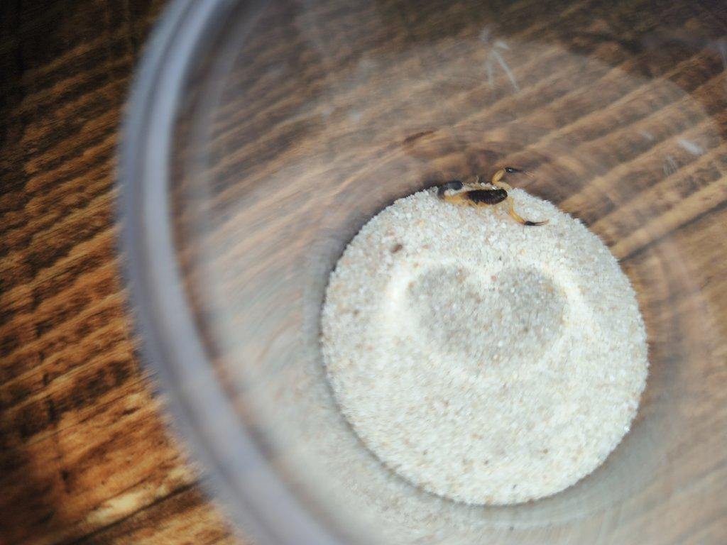 Hottentotta jayakari