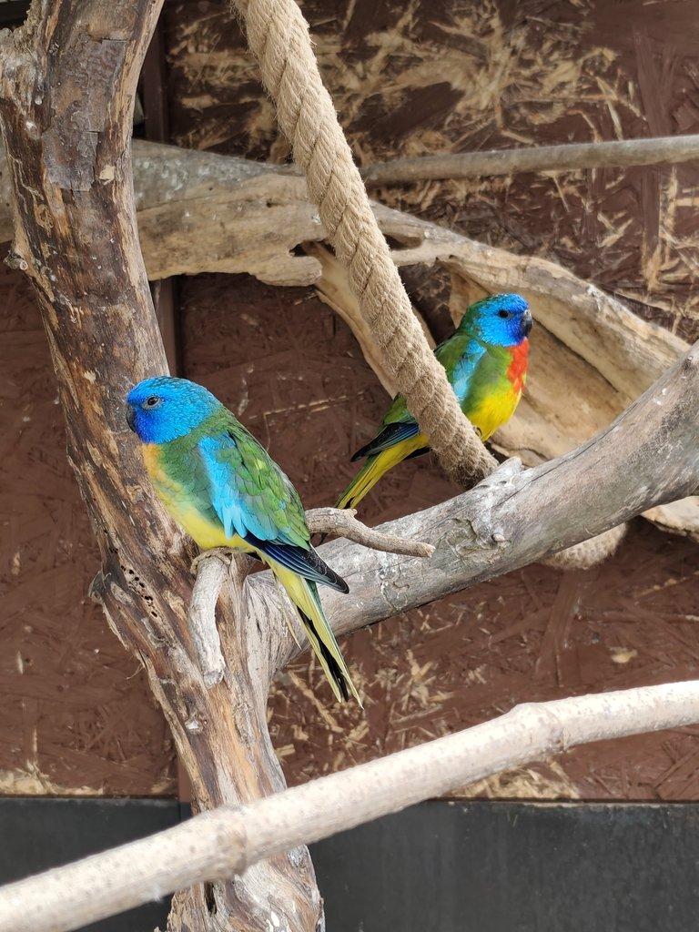 Neoféma modrohlavá