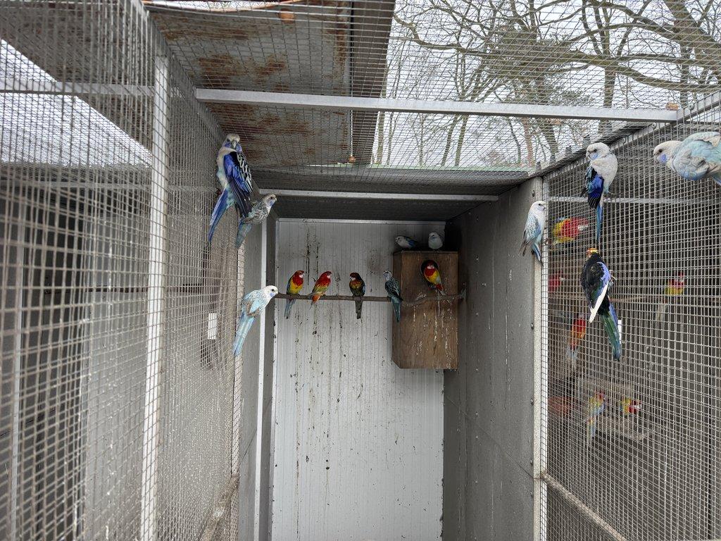 Rosela pestrá - Modrá štěpitelná na černou 2025