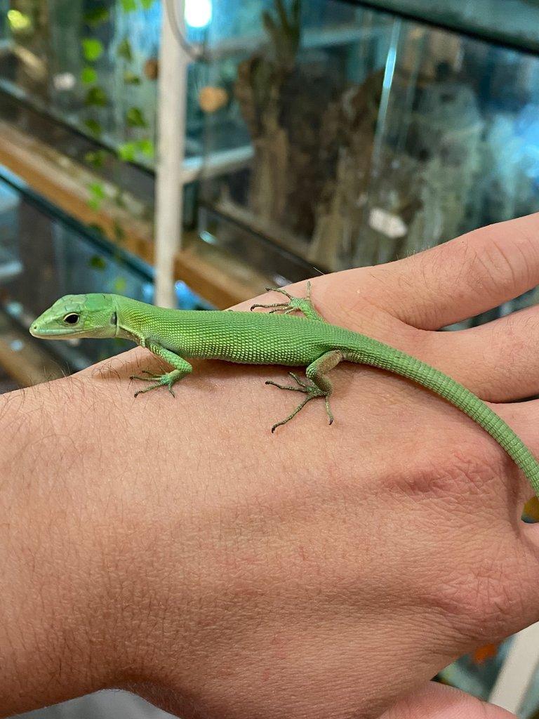 Gastropholis Prasina