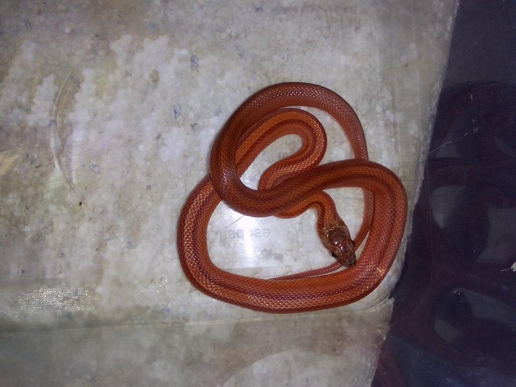 Pantherophis guttatus , Orthriophis taeniurus taeniurus nominátní