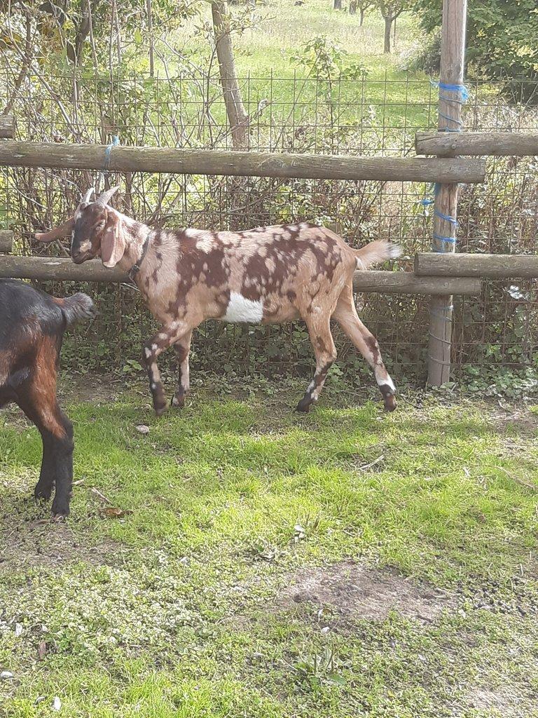 Anglonubijská koza podílová s POP