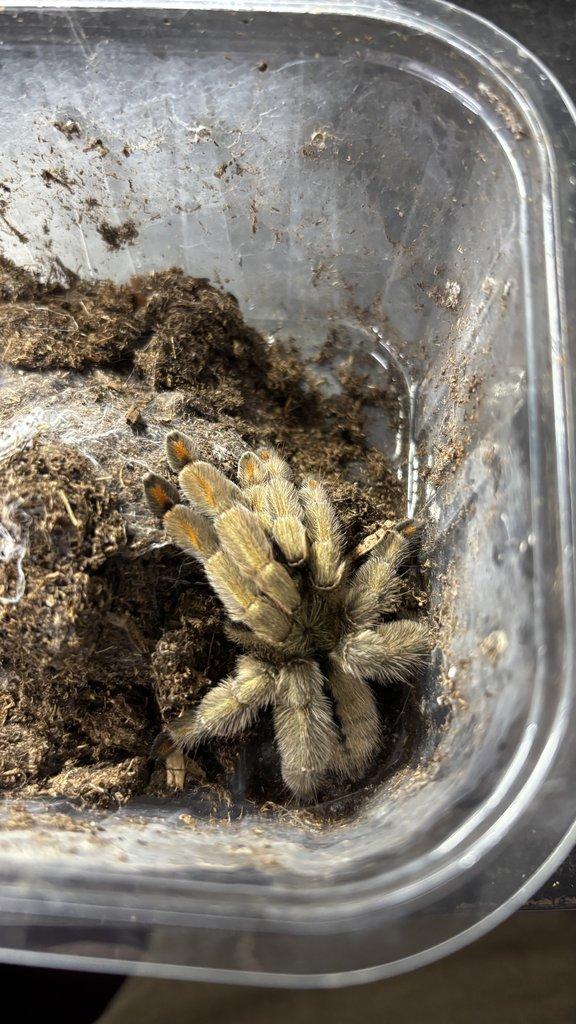 Živá exotika 20.12