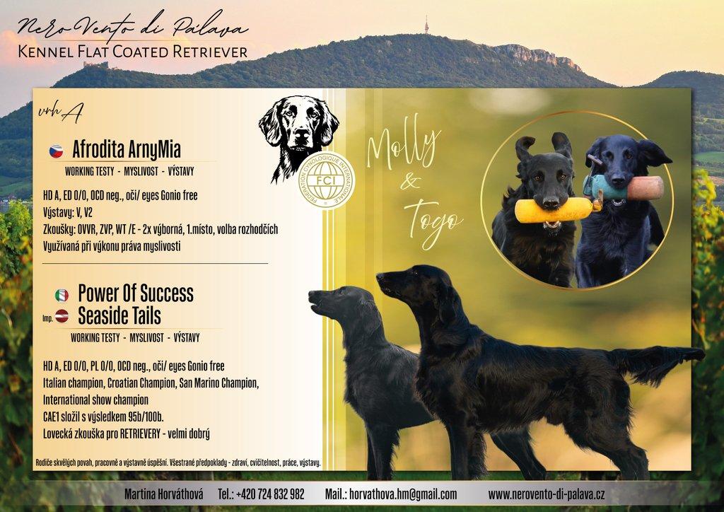 Štěňátka Flat Coated Retriever s PP