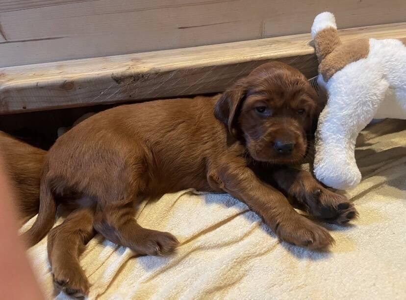 Štěňátka Irský setr