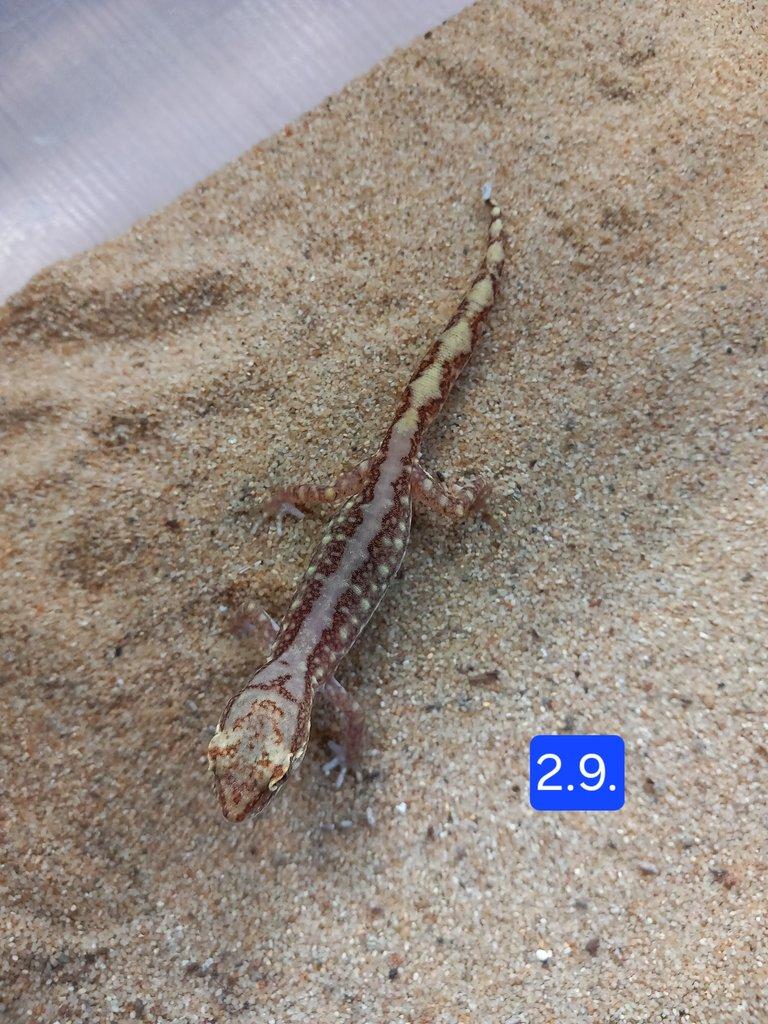 Pár Lucasium damaeum