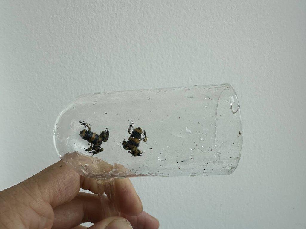 Dendrobates leucomelas