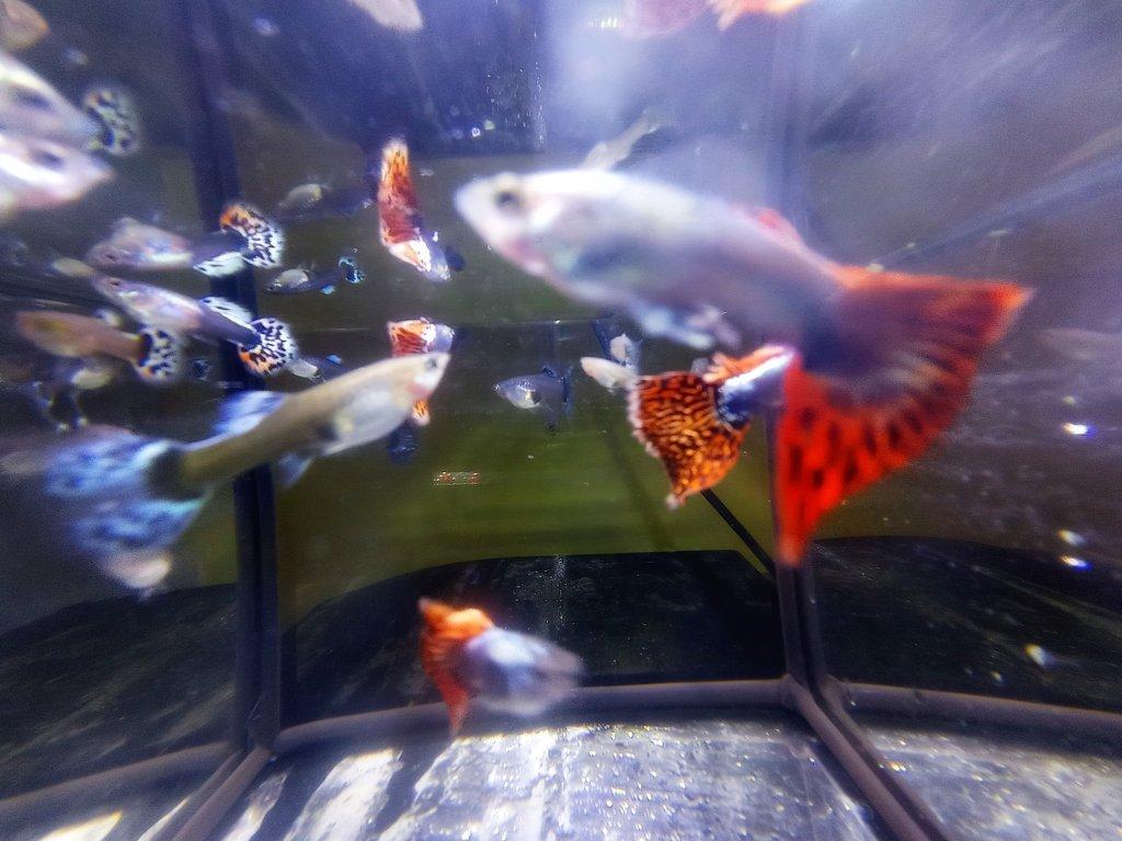 Poecilia reticulata - Red Mosaic Dumbo Ear