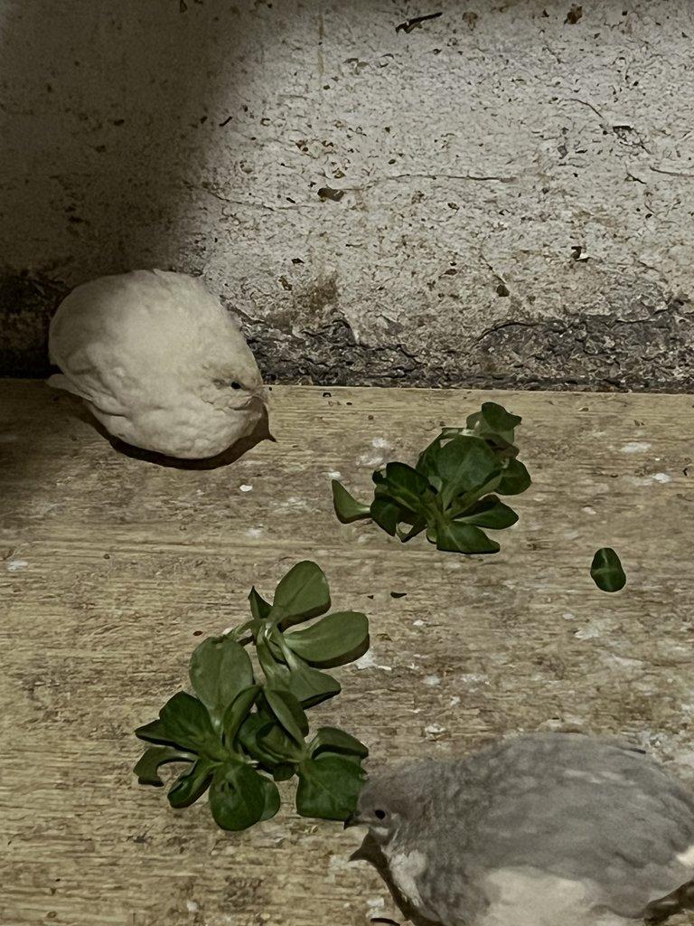 Křepelka čínská - Pár