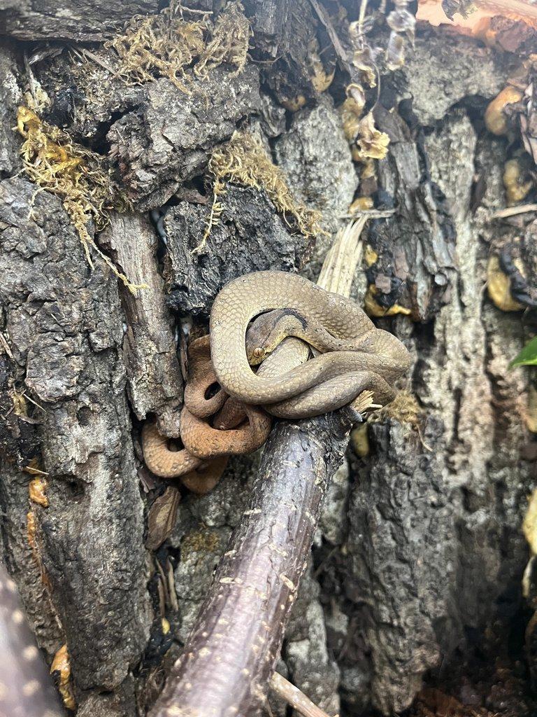 pareas carinatus / philothamnus irregularis