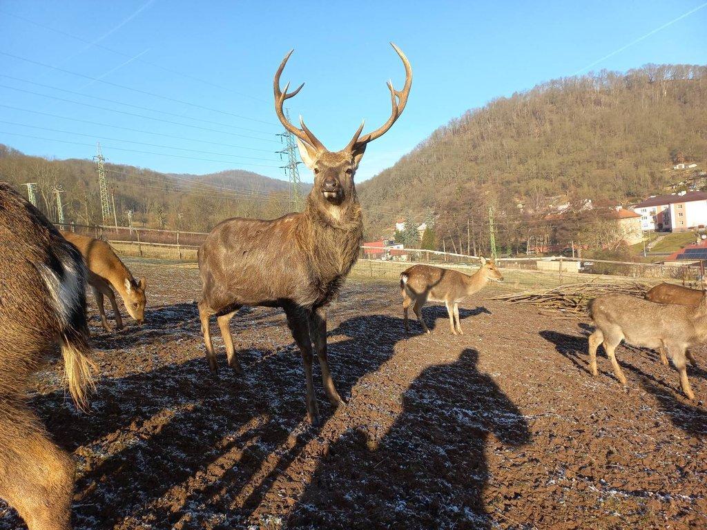 Jelen sika Dybowského