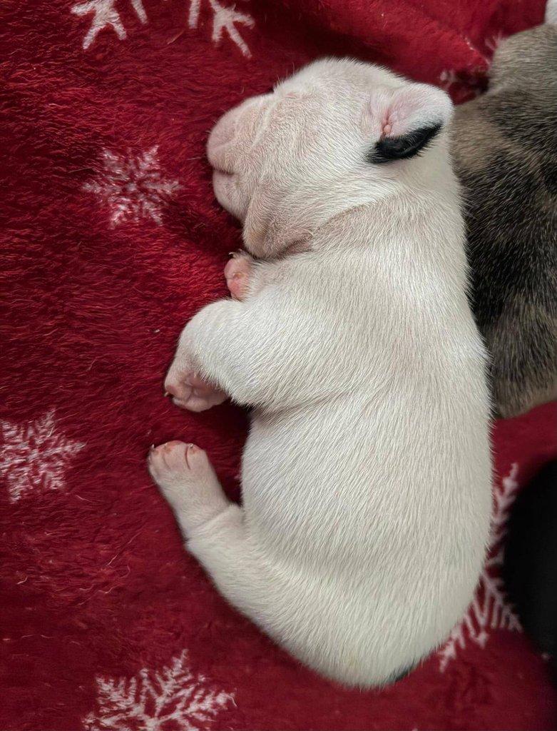 Štěňátka francouzských buldočků